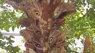 GIANT OWL BUTTERFLIES ~CALIGO EURILOCHUS