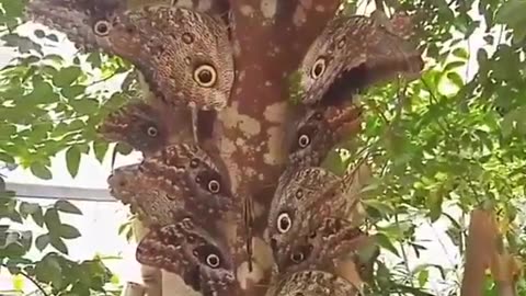 GIANT OWL BUTTERFLIES ~CALIGO EURILOCHUS