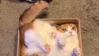 cats and their habits of getting into boxes