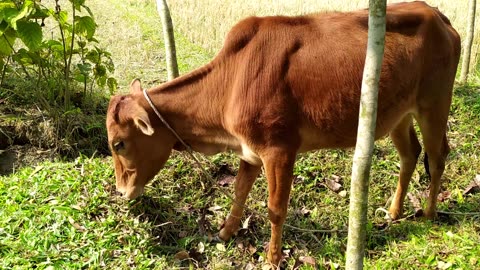 Cow Eating The Grass | The Cow Eating The Grass | ......