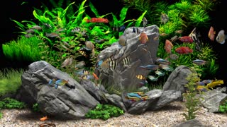 Dream Aquarium 4K