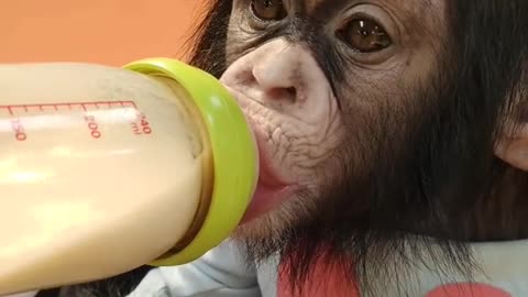A baby gorilla Suckling