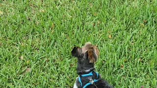 Funny puppy turns into sled dog