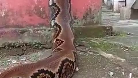 Anaconda - Biggest Snake