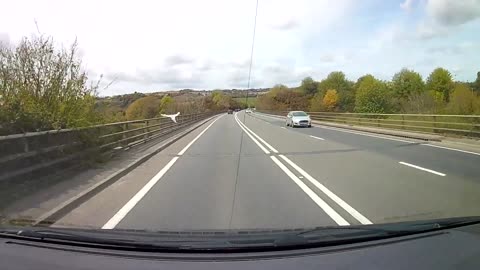 Swan Flying Over Bridge Slams Head-First Into Railing and Falls