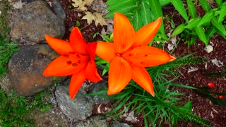 Orange lilies