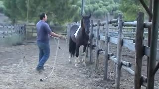 ADDESTRAMENTO CAVALLI. CORSO DI DOMA DOLCE PARTE HORSE TRAINING