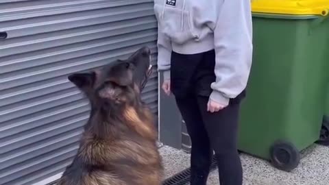 german shepherd women trening home 🏡 cute dogs