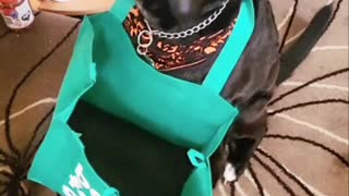 Dog going for shopping