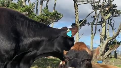 Gingerbread girl grooming her mother Brown Sugar. Gingee often bullies Brownie