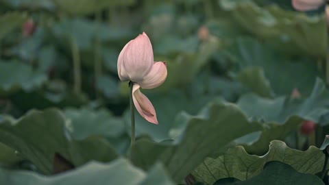 Lotus!