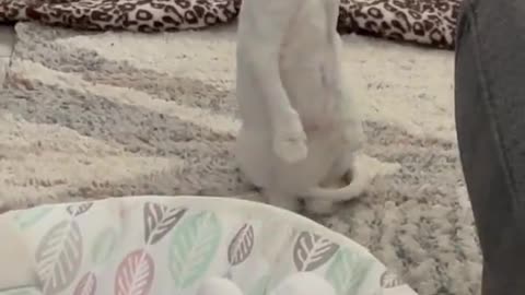 Persian Cat Sits Up On Hind Legs