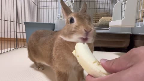 bunny was catnip Stay (Banana) # # #