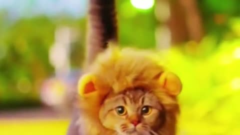 Cute Crazy Cats Funny Viral Clips😹