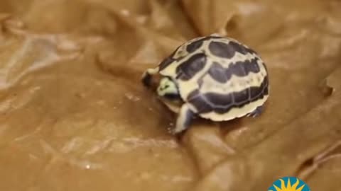 Second Spider Tortoise Arrives at the Smithsonian National Zoo