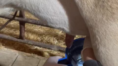 How to milk a cow part 2 of 7