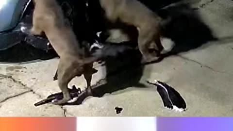 Two Pitbulls Tear Up An SUV