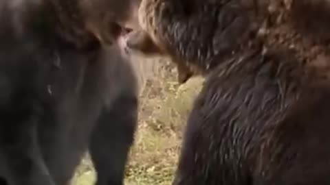 bear fight