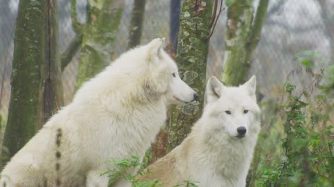 magnifique loup blanc sauvage