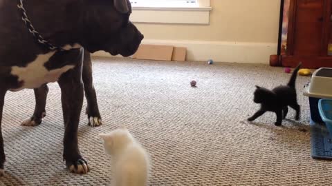 Kitten sees a 100 lb pitbull for the first time, Manny Der APBT