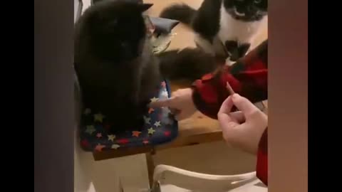 Cat Fun With His Owner