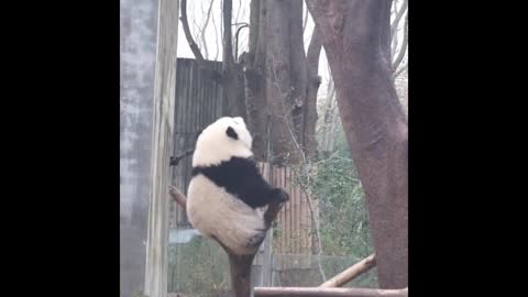 Panda rests on a tree