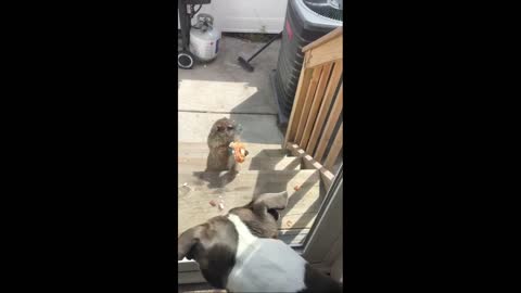 Groundhog Eats Pizza and Teases Cute Dog!