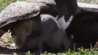 Hawk attack on warthog#shorts #hawk