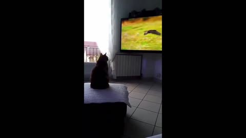 Cat Amazing funny Video