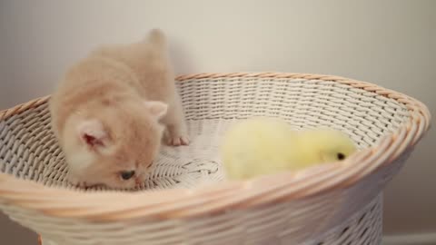 Nice friendship of kitten and tiny chicken