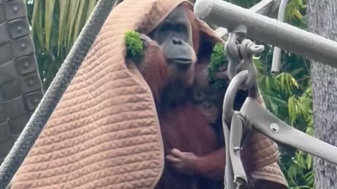 Orangutans Shelter From Rainstorm