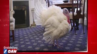 The Real Story - OAN Fate of the Turkey's