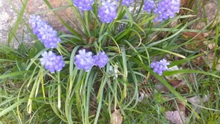 Garden grape-hyacinth