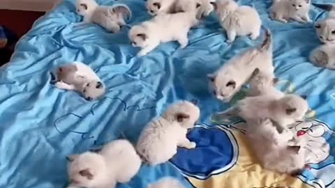 Funny cats lovers - cute cats kitten