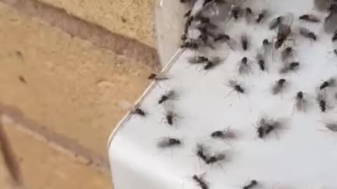 Swarms of flying ants