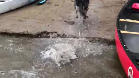 German Shepherd Canoeing for the first time.