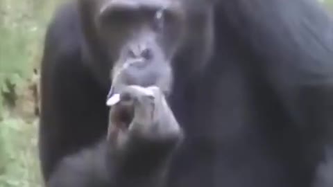 Funny Animal Show | Gorilla Funny Video | Gorilla show smoking