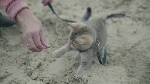 British Shorthair Tabby cat in collar walking on sand outdoor