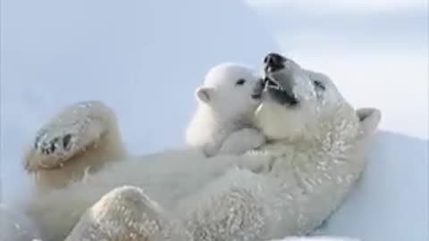 Mommy Polar bear with her baby😍