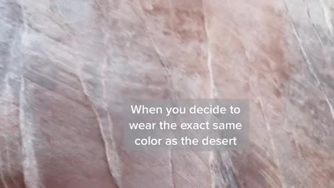 When you decide to wear the exact same color as the desert