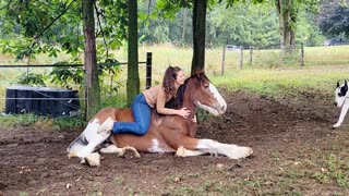 Clydesdale yearling being loved on