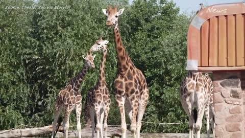 Adorable baby giraffe gets zoomies during first time outside