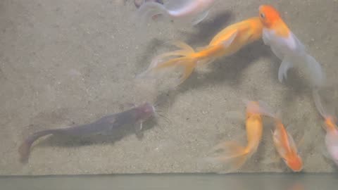 Gold fishes in Aquarium