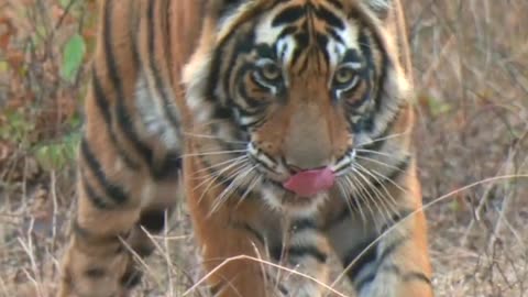 An unforgiving tiger’s first kill 😱 Full episode on the BBC