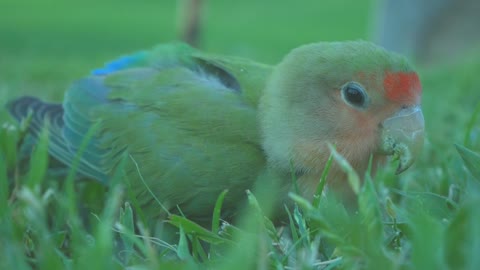 colorful bird on the ground