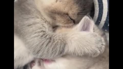 This is how mother cats take care of their babies