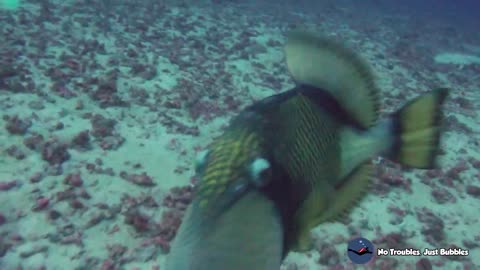 Titan Triggerfish | Divers BEWARE!