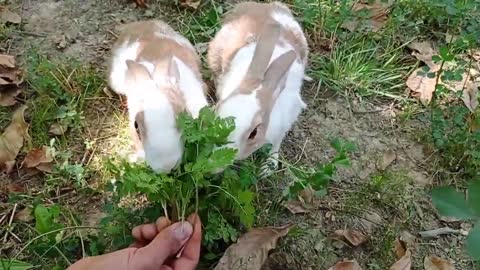 cute rabbit | cute animals video compilation | baby bunny-18