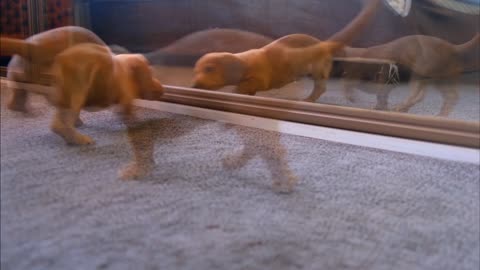 A Cute Puppies Fights With His Reflection In The Mirror