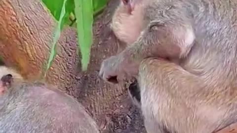 A little monkey eating mango trees..